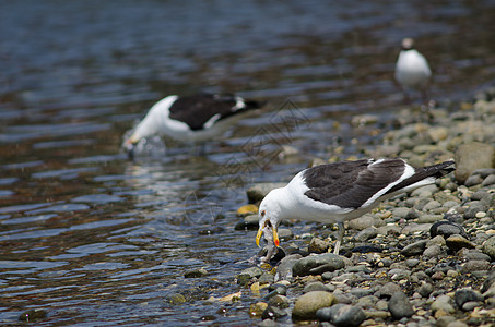 凯尔普海鸥吃鱼动物群食物海岸鸟类生物野生动物海岸线遗迹多样性海洋图片