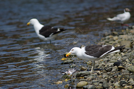 凯尔普海鸥吃鱼生物海洋荒野动物群支撑海岸野生动物鸟类多样性食物图片