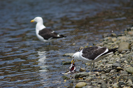 凯尔普海鸥吃鱼动物支撑海岸荒野生物动物群海岸线鸟类食物野生动物图片