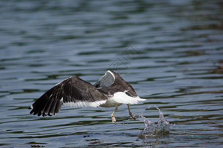 凯尔普海鸥在水上飞行海岸航班翅膀野生动物荒野翼展鸟类动物群生物多样性图片
