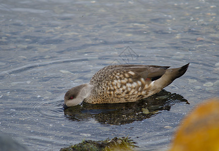 在纳塔莱斯港海岸的巴塔戈尼亚角鸭子镜面荒野动物群进口金银花水鸟海洋野生动物运动脊椎动物图片