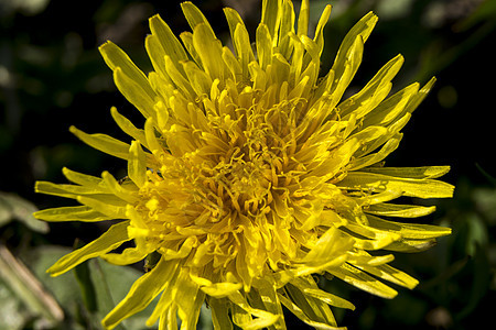 Dandelion 敌丁二烯场地季节绿色植物植物群黄色叶子草本植物花园图片