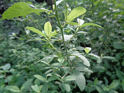 在自然背景中 也用作草药生植物生长花园材料叶子热带植物学栽培树木动物图片