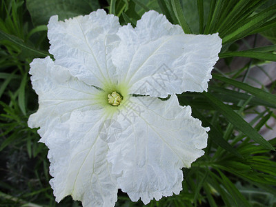 白色的卡拉巴什花 瓶面粉蔬菜瓜蒌花瓣季节自然热带草地园艺食物叶子图片