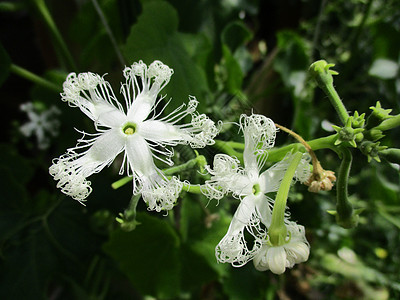 特异热带花朵的白花三三瓜花瓣水果蔬菜植物学园艺热带黄瓜荒野季节草地图片