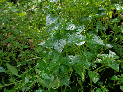 长者 闪亮的灌木植物 人与人之间具有自然背景胡椒肉质生长蔬菜薄荷环境热带种子叶子药品背景图片