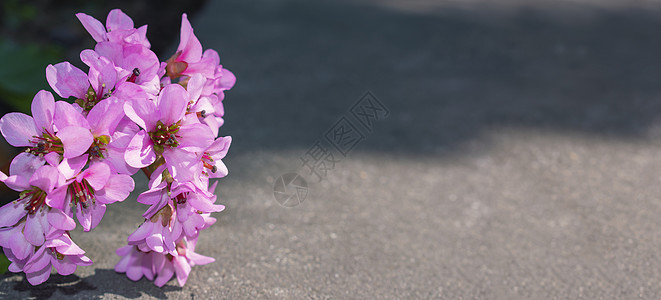 粉红花在混凝土上图片