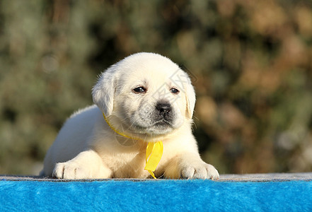 蓝色背景的拉布拉多小狗喜悦孩子桌子朋友猎犬黄色宠物幸福图片
