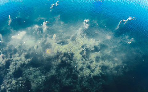 深蓝海海底背景 抽象图案纹理和颜色 水生生物海洋生活背景 自然壁纸设计元素海景藻类蓝色生物学海岸线游泳海葵阳光气泡热带图片
