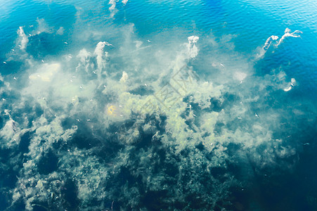 深蓝海海底背景 抽象图案纹理和颜色 水生生物海洋生活背景 自然壁纸设计元素环境保护海岸线海葵蓝色生物学海滩海景水生植物飞虫藻类图片