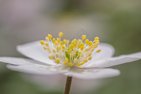 木花花背景宏观图片