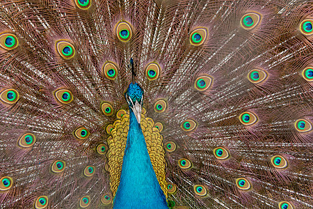 孔雀展开他的尾巴 露出它的羽毛 特写端口动物热带动物群蓝色展示男性眼睛野生动物荒野煽动图片
