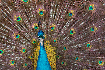 孔雀展开他的尾巴 露出它的羽毛 特写端口热带展示蓝色男性动物群煽动眼睛动物翅膀野生动物图片