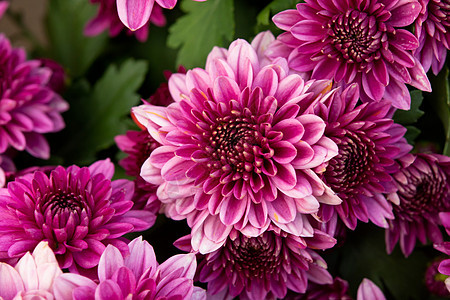特写粉红色秋天菊花背景树木妈妈们植物雏菊紫色植物群季节花园白色大丽花图片