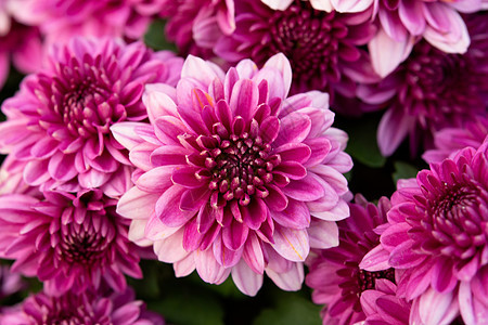 特写粉红色秋天菊花背景花瓣植物群妈妈们紫色雏菊叶子植物学花园大丽花树木图片