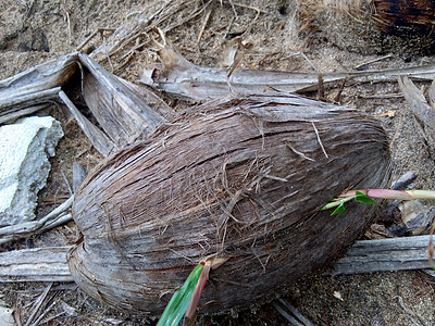 天然背景的腐椰子过程动物植物晴天假期水果野生动物蓝色石头海滩图片