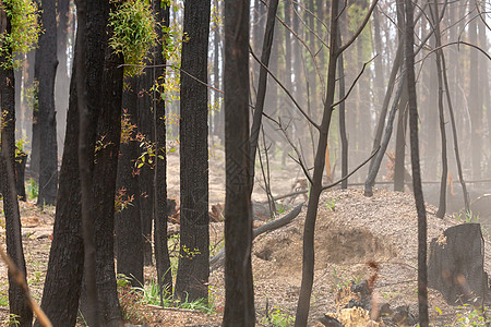 灌丛大火后布什的再生树木树叶丛林环境植物群新生活森林后果自然灾害衬套图片