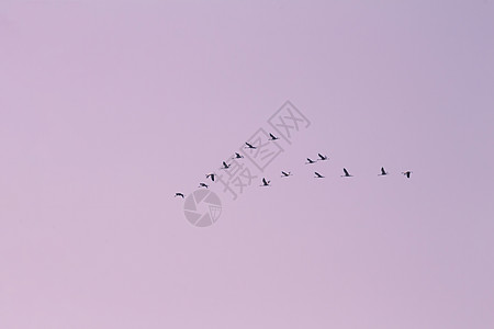在天空中飞翔的鹤群候鸟动物移民编队鸟群飞行翅膀环境日落团体图片