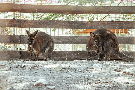 动物园的红颈墙壁狼人毛皮草地野生动物头发脖子树叶岩石袋鼠公园栅栏图片