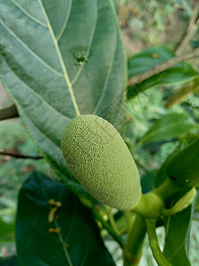 婴儿果子或水果花 印度尼西亚人称之为巴巴尔环境植物园艺食物水果热带菠萝蜜植物学宏观生长图片