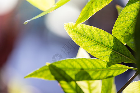 在花园的阳光下特写绿叶 自然黑色叶子绿色树叶植物生长晴天墙纸植物群太阳生态图片