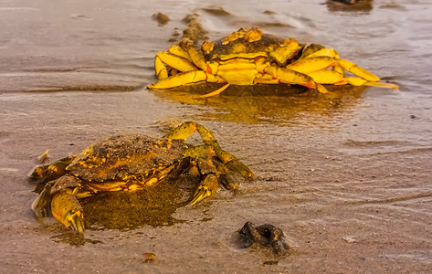 荷兰北部海的普通甲壳类动物 北海的两条海滩螃蟹被紧闭图片