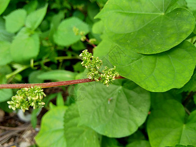 自然背景中的 laportea 如果我们触摸这种植物会引起瘙痒花园生长植物群植物学叶子荒野荨麻草本植物阳光纤维图片