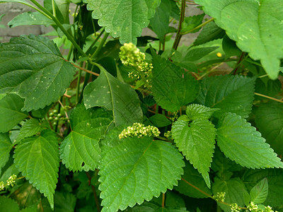 自然背景中的 laportea 如果我们触摸这种植物会引起瘙痒荒野阳光食物植物群荨麻植物学草本植物纤维叶子花园图片