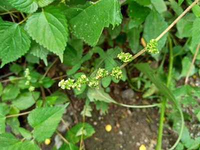 自然背景中的 laportea 如果我们触摸这种植物会引起瘙痒花园生长纤维植物学荒野杂草植物群药品荨麻草本植物图片