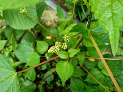 自然背景中的 laportea 如果我们触摸这种植物会引起瘙痒生长阳光植物学植物群荒野叶子草本植物杂草纤维药品图片