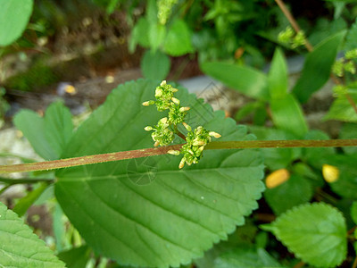 自然背景中的 laportea 如果我们触摸这种植物会引起瘙痒叶子植物学纤维生长荒野阳光花园杂草药品食物图片