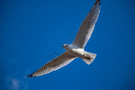 海鸥 有伸展的翅膀 在蓝色天空中看到图片