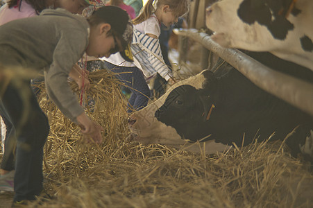 与农场奶牛接触的儿童 6孩子婴儿男生农业童年动物女孩家畜幸福农村图片