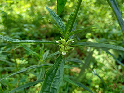 疏螺旋体属这种植物包括杂草 很容易在田野中找到 例如印度尼西亚的田野 这种植物开白色的花 甲虫喜欢这种植物植物群阳光纽扣情调生物图片