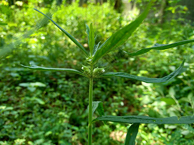 疏螺旋体属这种植物包括杂草 很容易在田野中找到 例如印度尼西亚的田野 这种植物开白色的花 甲虫喜欢这种植物叶子荒野种子药品纽扣墙图片