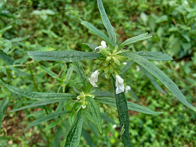 疏螺旋体属这种植物包括杂草 很容易在田野中找到 例如印度尼西亚的田野 这种植物开白色的花 甲虫喜欢这种植物种子羽状墙纸宏观药品生图片