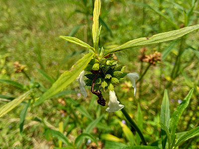 疏螺旋体属这种植物包括杂草 很容易在田野中找到 例如印度尼西亚的田野 这种植物开白色的花 甲虫喜欢这种植物野花情调草本植物热带植图片