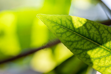 在花园的阳光下特写绿叶 自然黑色墙纸生态环境生长美丽植物群叶子植物季节背景图片