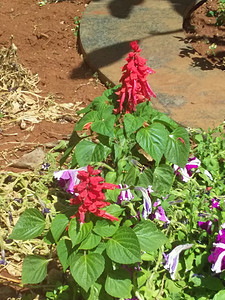 红花离绿植物图片