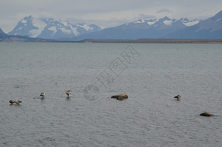 上海的雪雁克洛伊法加比塔风景食草动物学鸭子场景水禽脊椎动物野生动物岩石团体图片