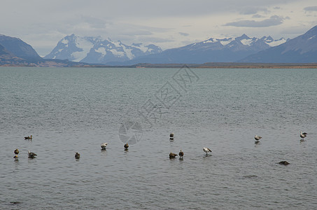 上海的雪雁克洛伊法加比塔水禽动物食草风景进口鸭子脊椎动物动物群荒野野生动物图片