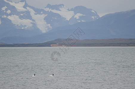 黑颈天鹅在海面上荒野脊椎动物风景水鸟海景动物黑天鹅水禽进口生活图片