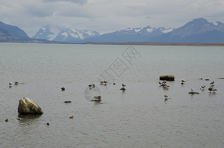 上海的雪雁克洛伊法加比塔动物群食草石头岩石进口海景动物水禽荒野海洋图片