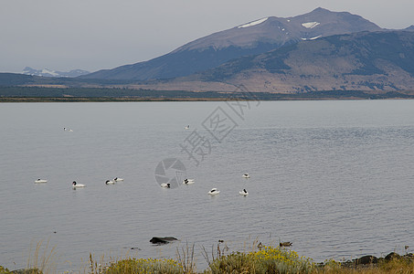 黑颈天鹅在海面上动物群海洋野禽鸟类海景脊椎动物荒野水禽水鸟团体图片
