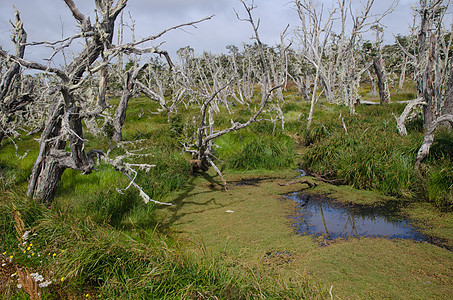 智利巴塔哥尼亚的森林和环礁湖树干草本植物场景池塘死亡风景林地树木沼泽植物图片