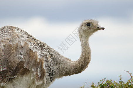 达尔文的在Pecket港湾保留地脊椎动物野生动物荒野动物群保护区动物学平胸土鸡动物鸟类图片