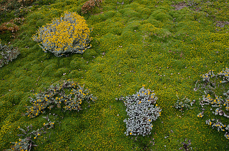植被覆盖的Senecio植物和地面图片