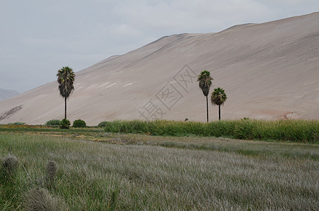 阿里卡和帕里纳科塔地区的Lluta河谷棕榈草本植物手掌丘陵绿洲爬坡草本沙丘场景风景图片