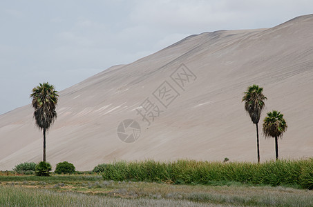 阿里卡和帕里纳科塔地区的Lluta河谷草本植物手掌沙丘丘陵海枣爬坡植被棕榈绿洲风景图片
