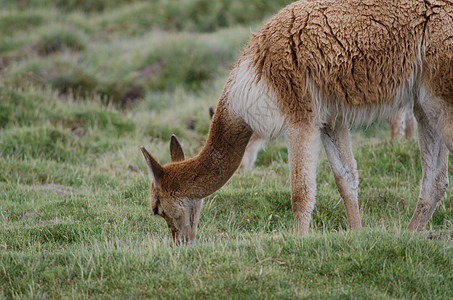 在草原上放牧的维库尼亚大肠杆菌动物群普纳荒野骆驼草地草本植物草本哺乳动物脊椎动物动物图片